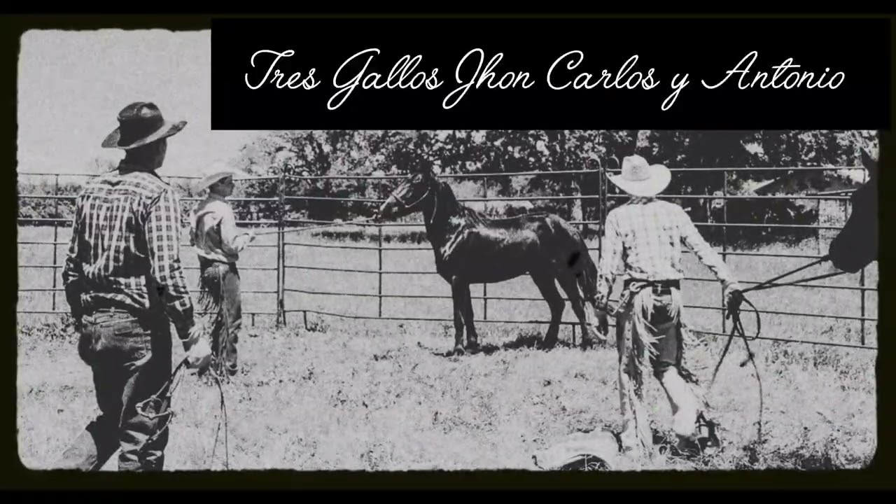 Rogelio Robledo corrido 2025 ( Tres gallos Jhon Carlos y Antonio )