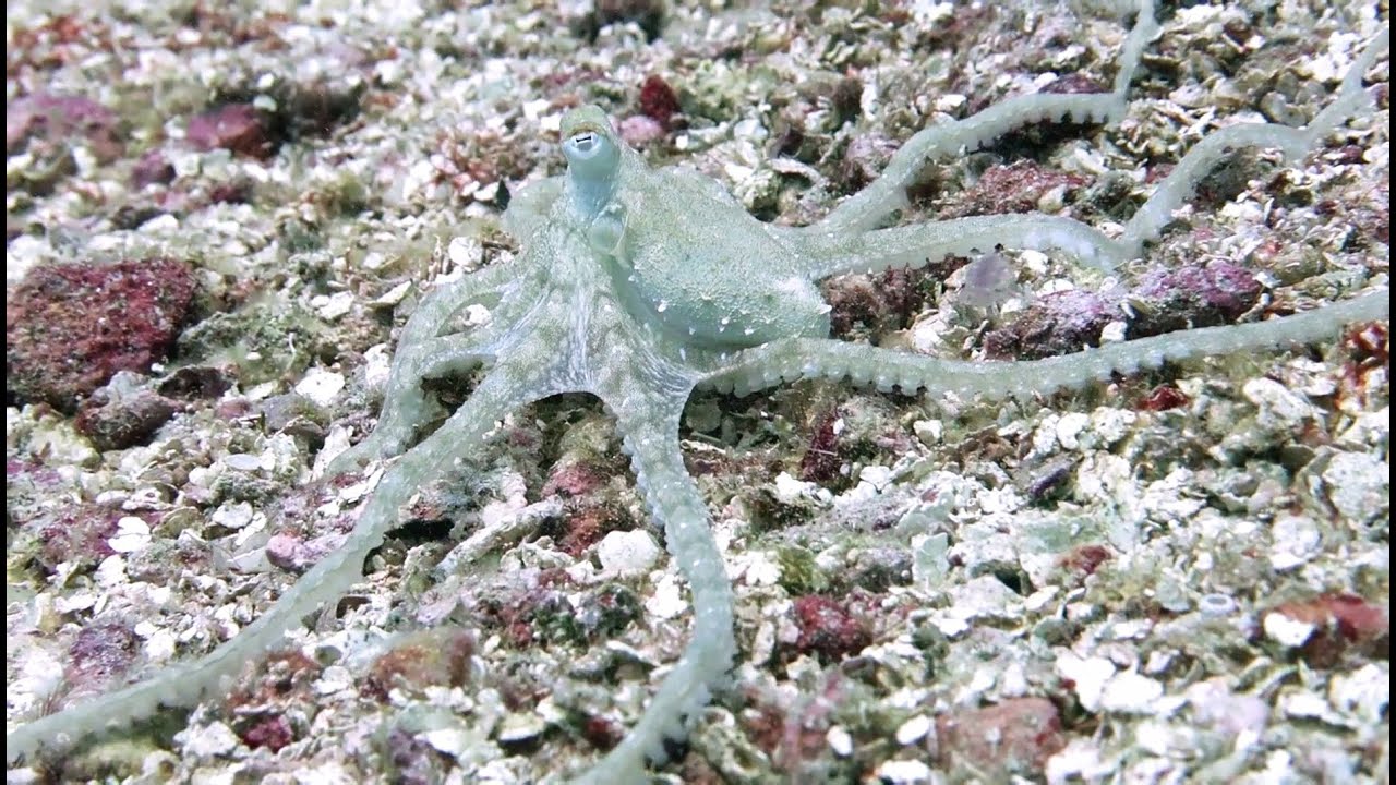 Atlantic Longarm Octopus