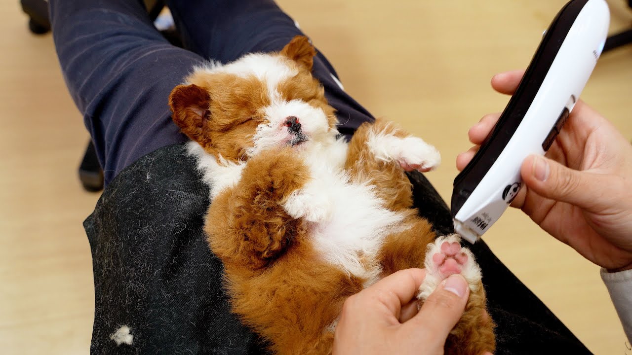 給幾個月的小奶狗做美容，狗狗也太享受了吧 ‖ 3 Months Old dog First Grooming ‖ Cute Dog Grooming ‖ pet groomer