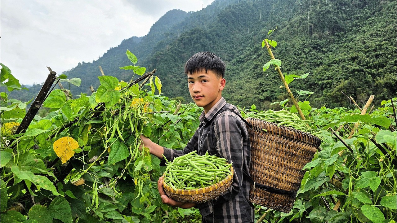 Nam's daily life in the countryside: picking beans to sell to improve his living conditions