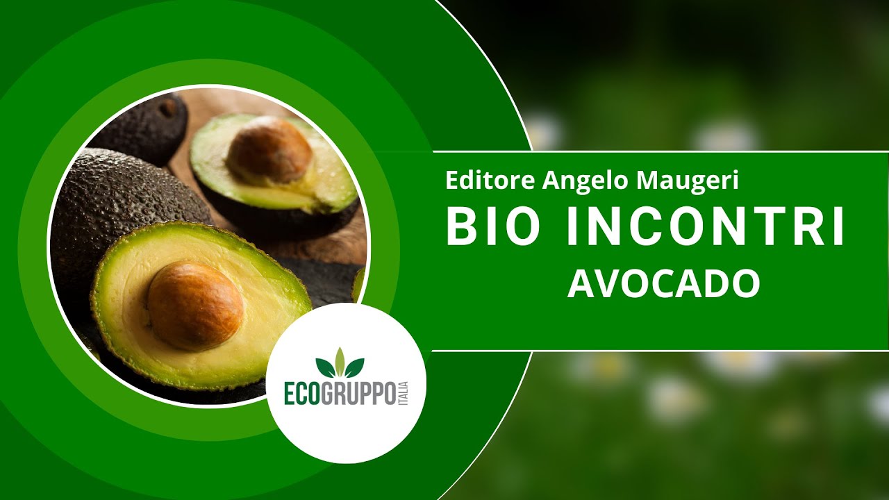 BIO INCONTRI | AVOCADO SICILIANO | COLTIVAZIONE, PROPRIETA' e RICETTE