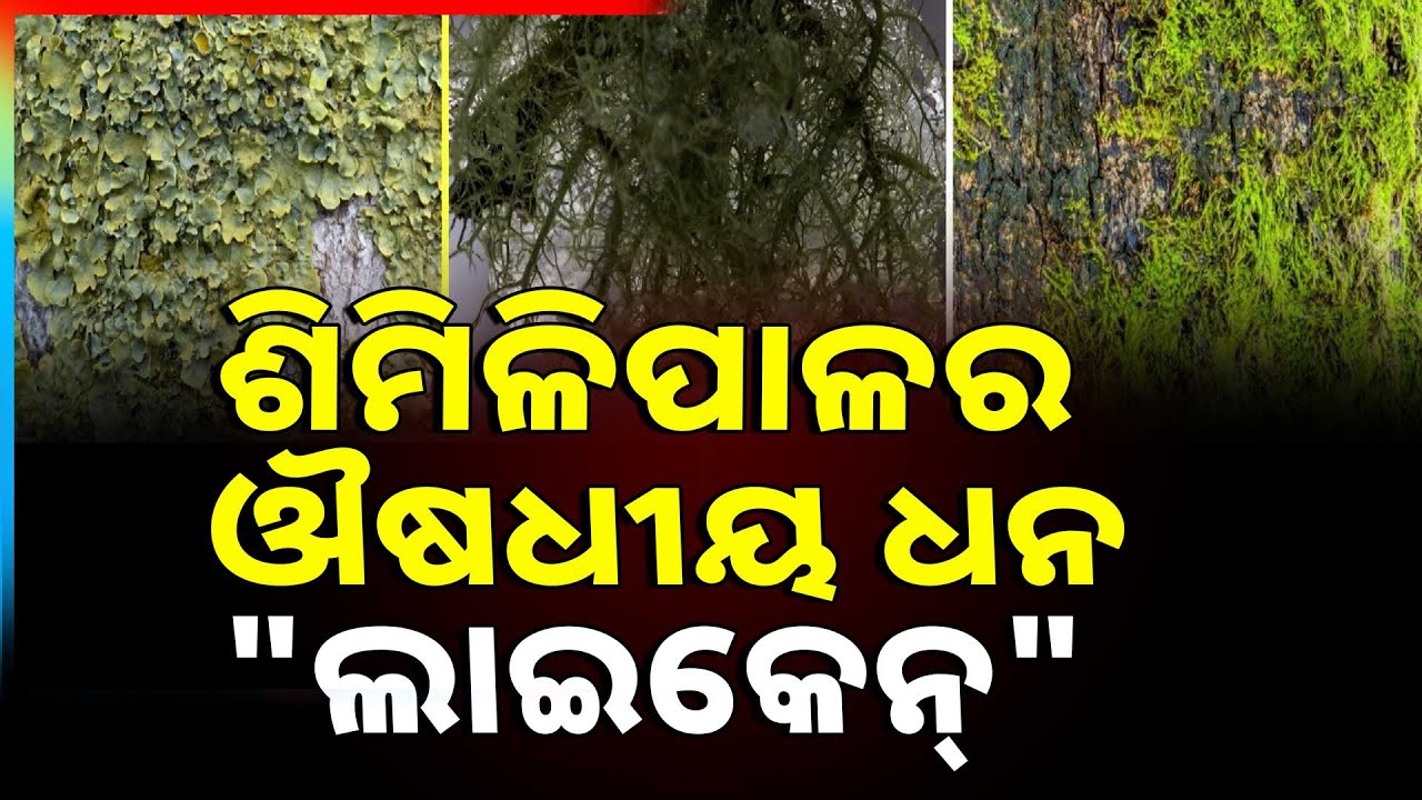 ଶିମିଳିପାଳ ଔଷଧୀୟ ଧନ 