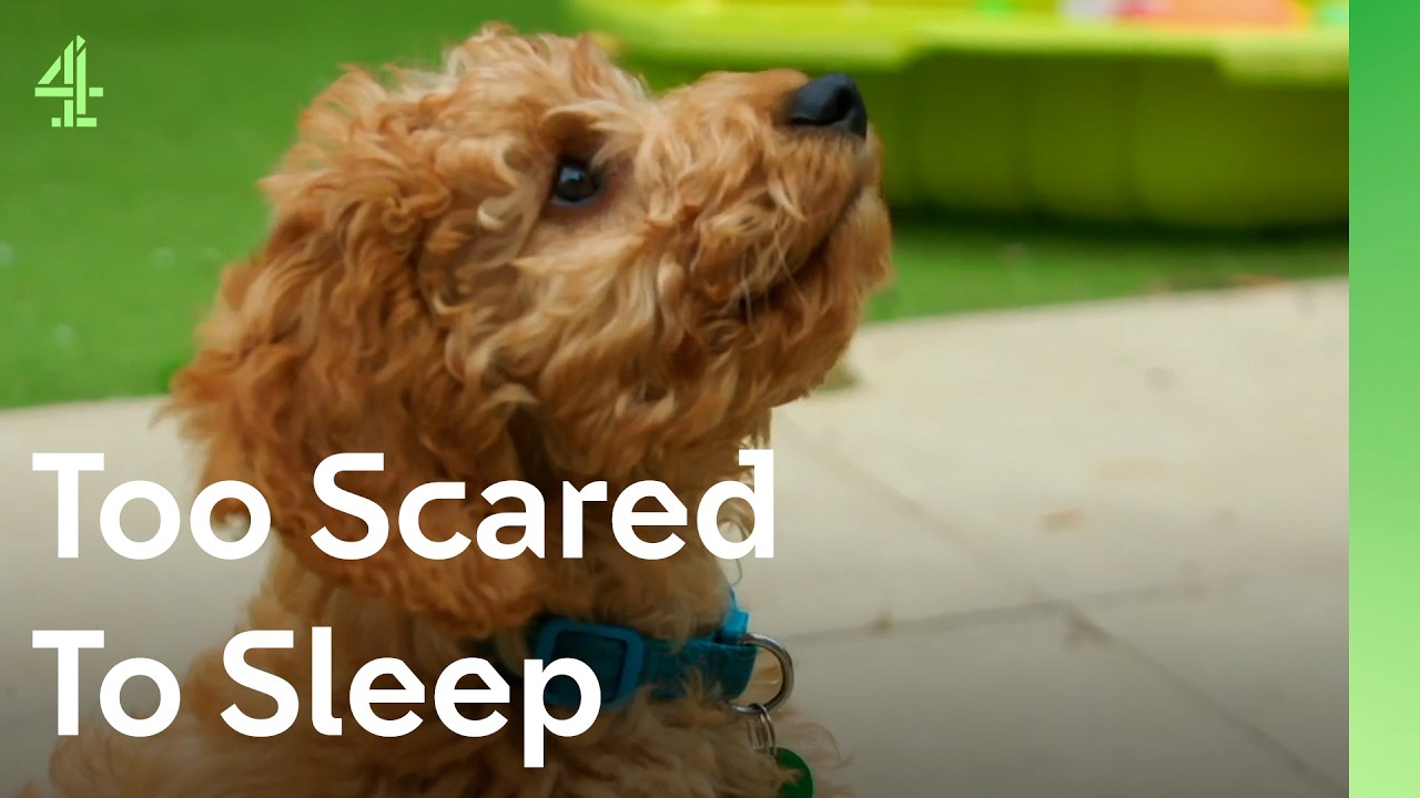 Can this Cockapoo help a boy sleep? | The Dog House 🐶 | Dog Stories