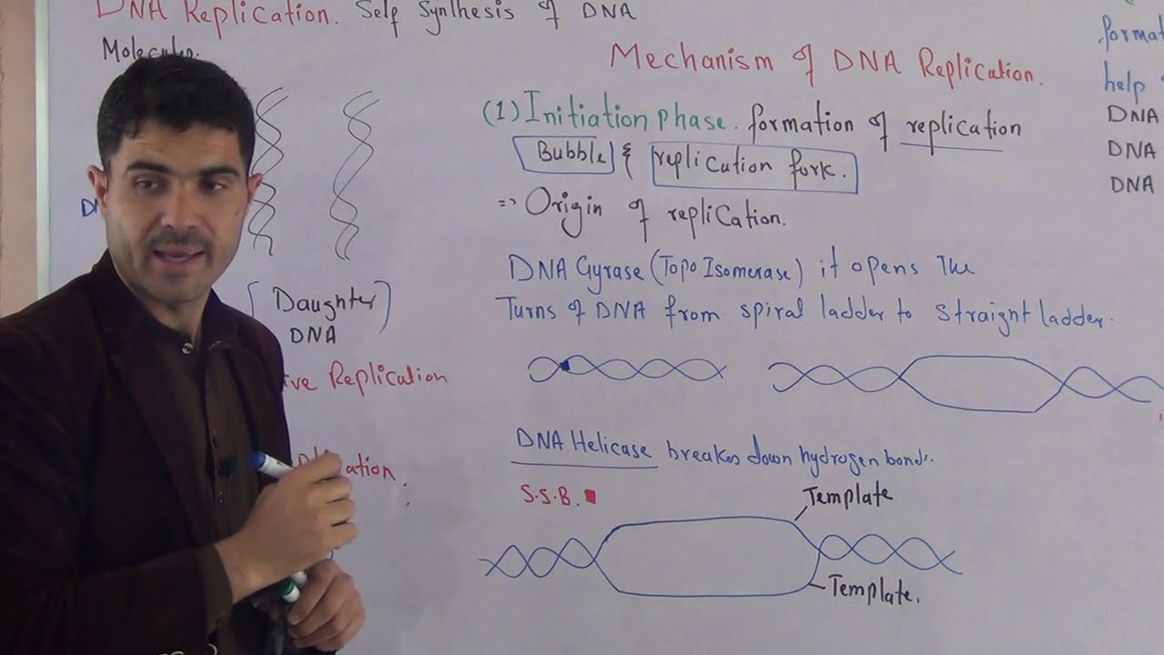 L-5 DNA replication fully explained its stages in Urdu Hindi by Dr Hadi
