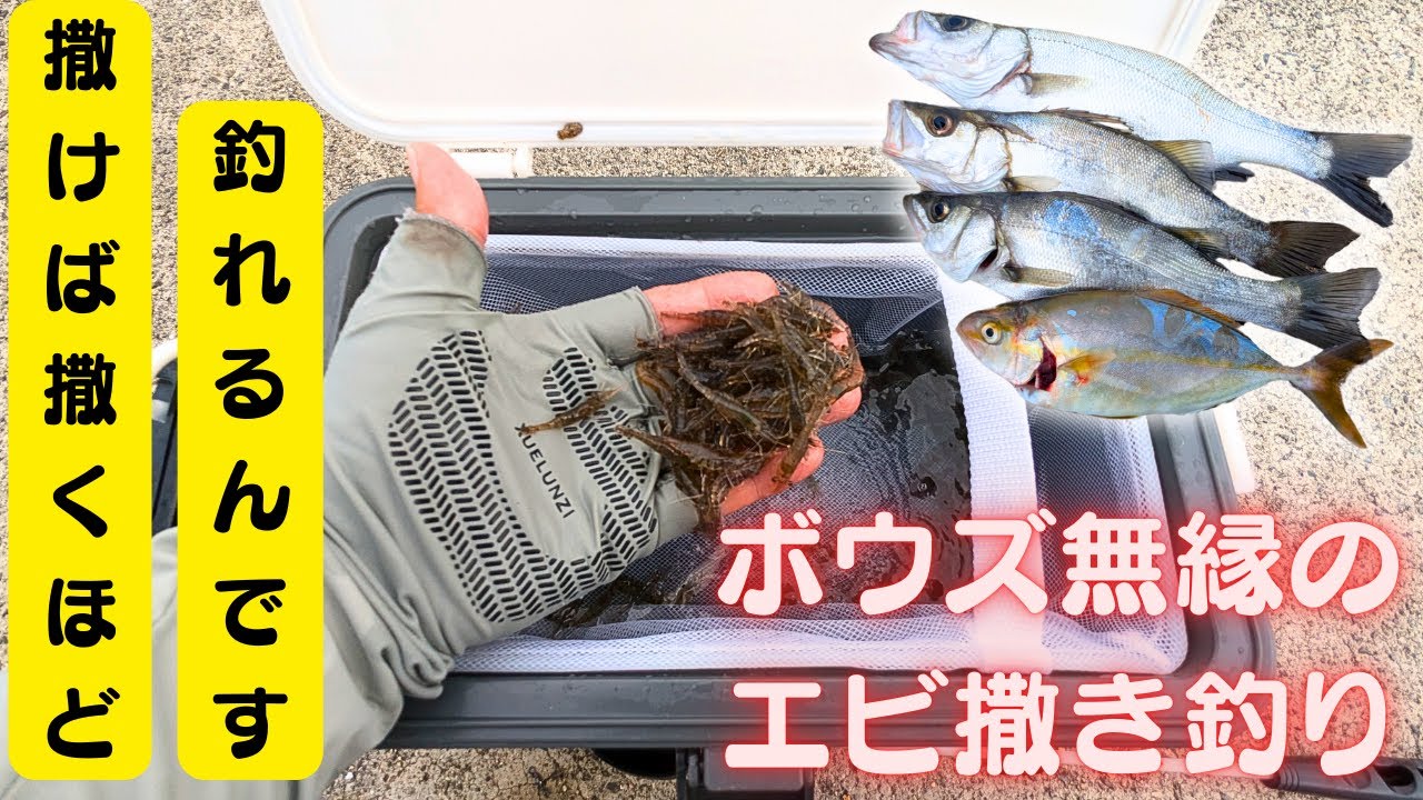 エビ撒き釣り編:  シラサエビが嫌いな魚なんていない。喰わずにはいられない絶対的な釣り。