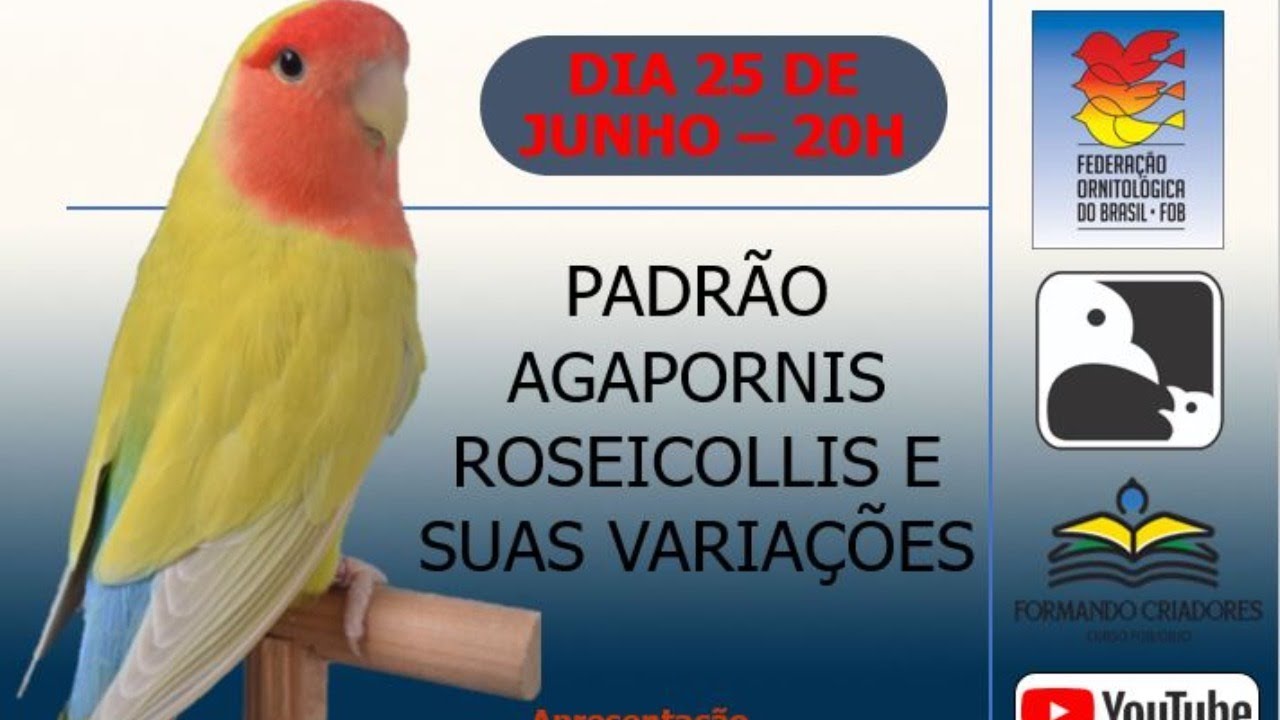 Agapornis -  padrão do roseicollis e suas variações