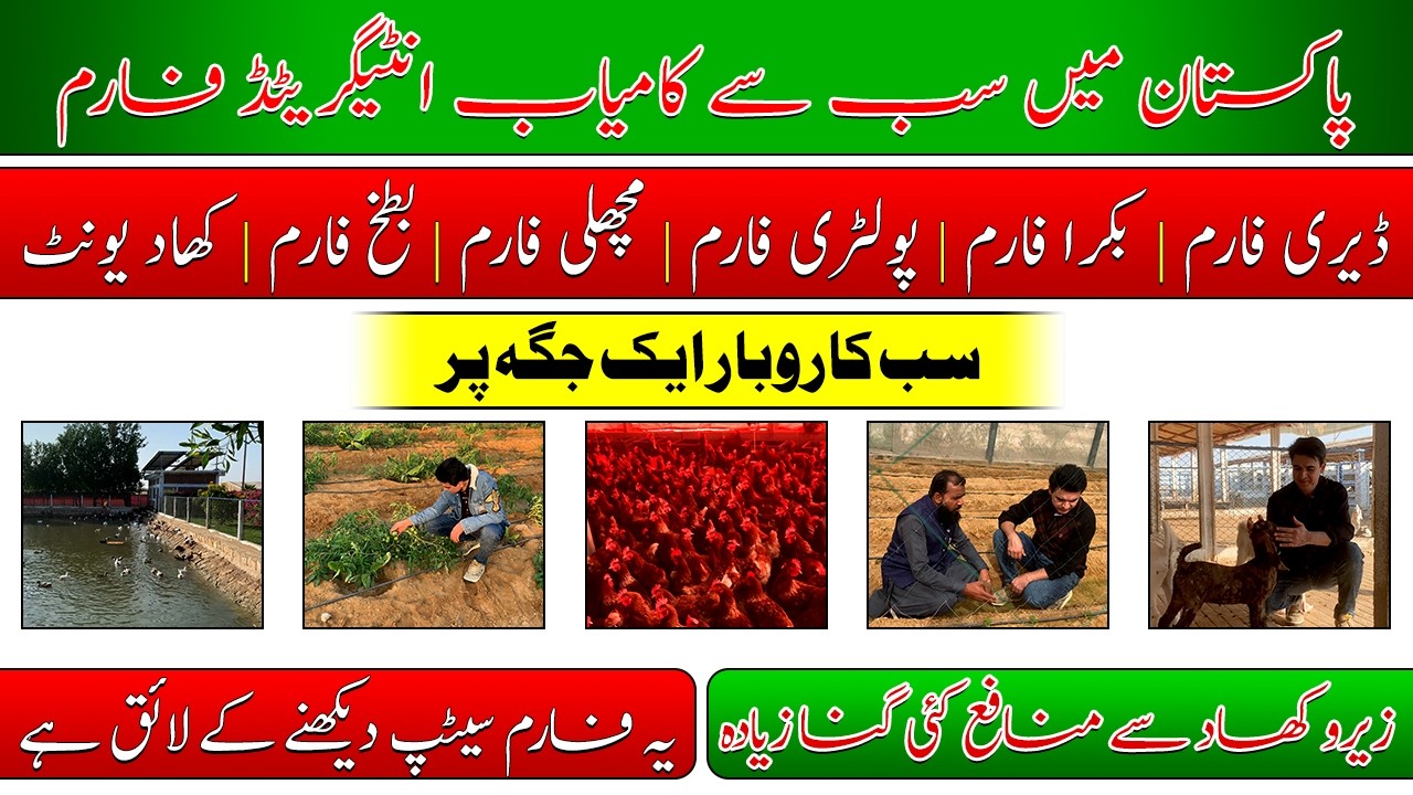 Model integrated farm in Pakistan| Integrated farming systems| ماڈل انٹیگریٹڈ فارم کا وزٹ