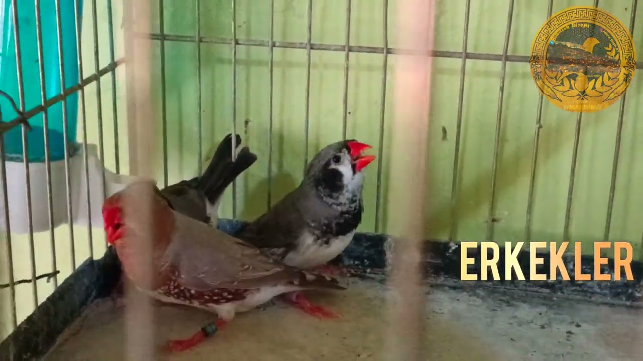 İspinozlar Mutasyon Yetiştirme Kolonisi Finches Mutation VURAL Breeding Colony 🕊🕊🕊🐥