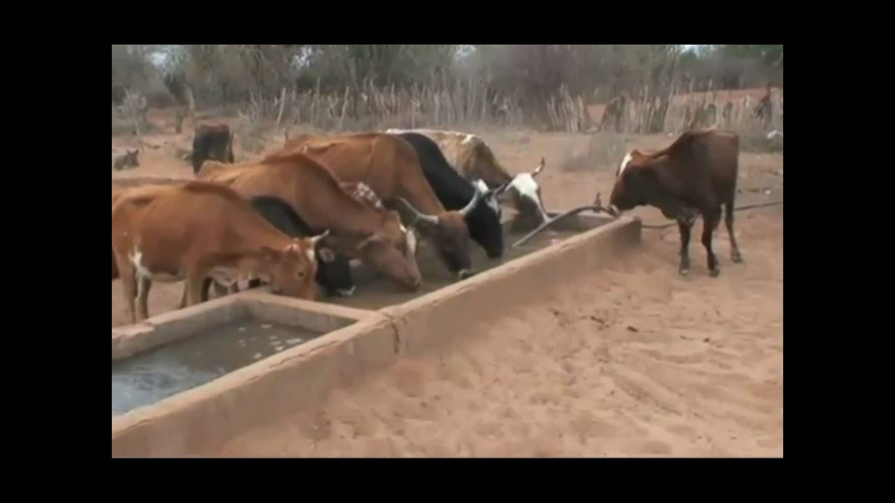 The Bolivian drought: bringing water aid to animals in need