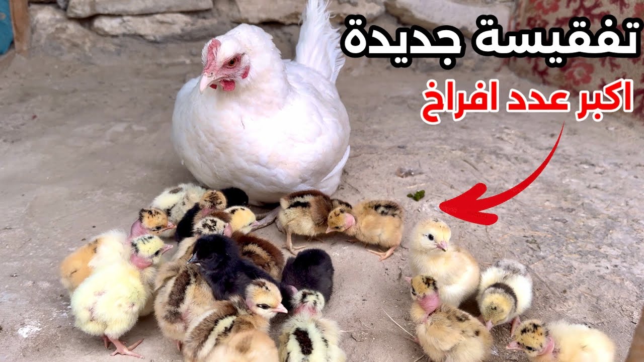 تفقيس دجاجتين 🐣استقبال الكتاكيت بعد التفقيس + شلت الافراخ عن الامهات