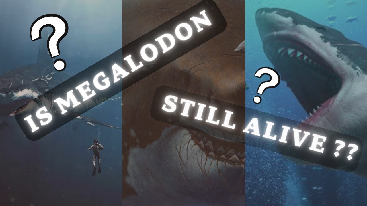 Is Megalodon still alive? All Facts.