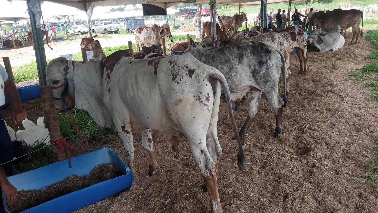 Tourinhos Gir leiteiro puro à venda direto de Minas gerais na exposição em Garanhuns 