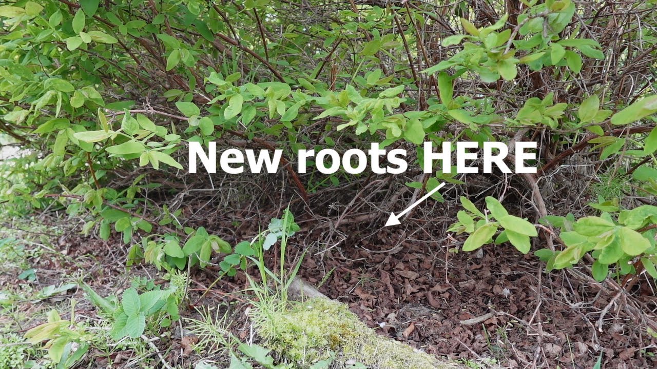 Easiest Haskap (honeyberry) propagation technique...a new bush in 15 minutes!