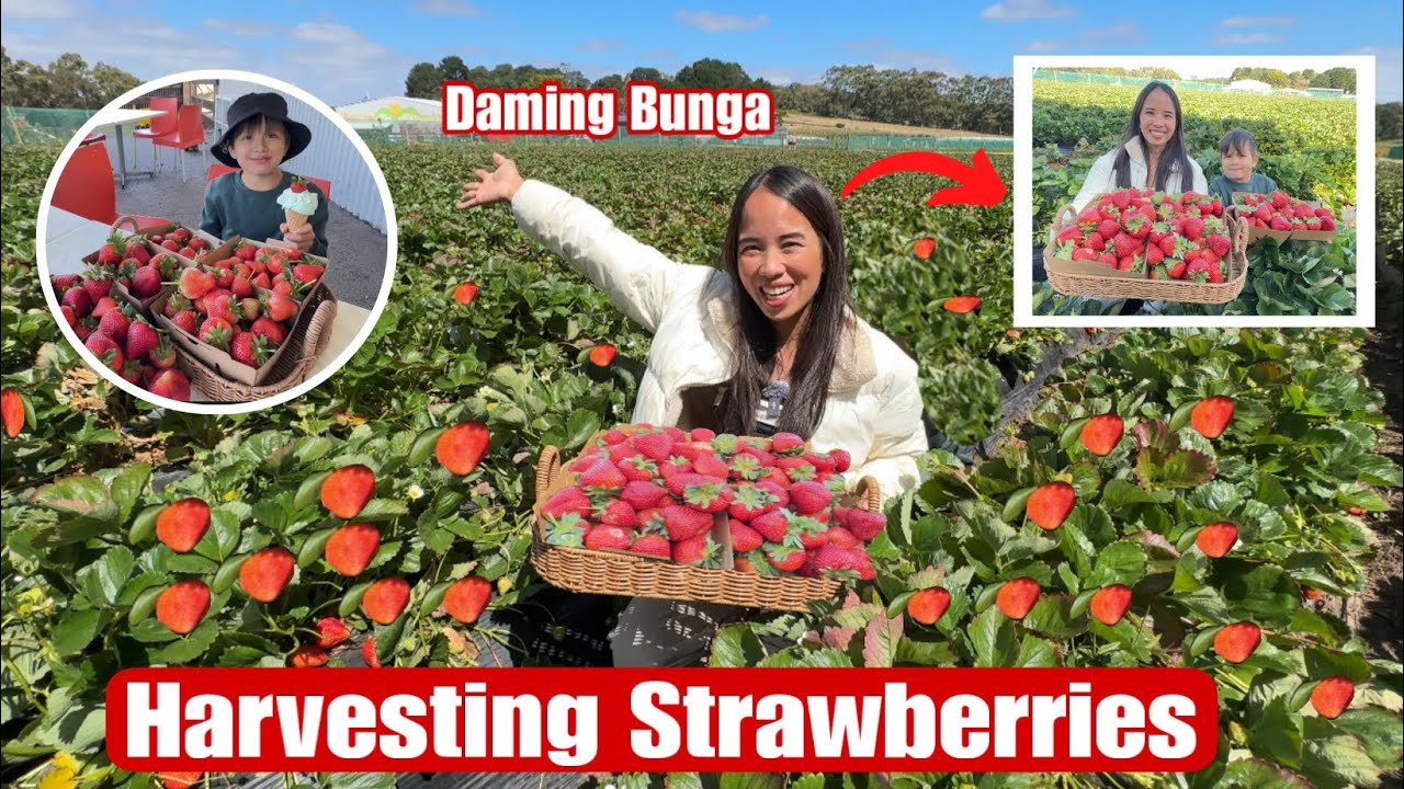 Naka Pang Harvesting Ulit Kami Ng Strawberries Sa Farm 🍓 