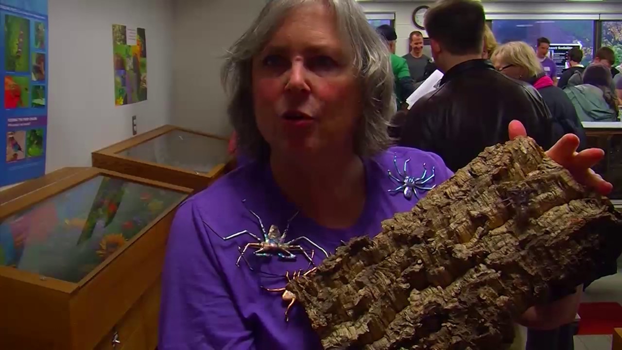 Insectapalooza