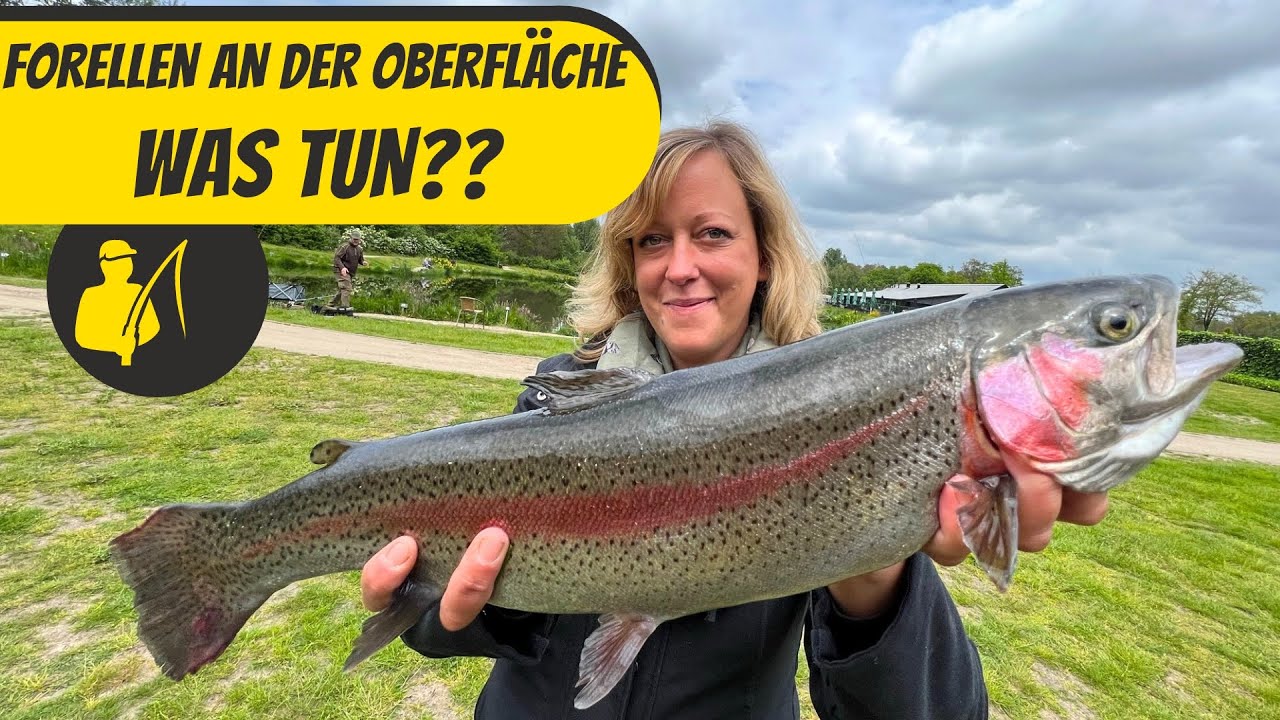 Forellen an der Oberfläche - was soll ich tun??