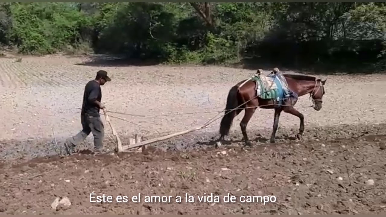 Sembrando la tierra con caballo...