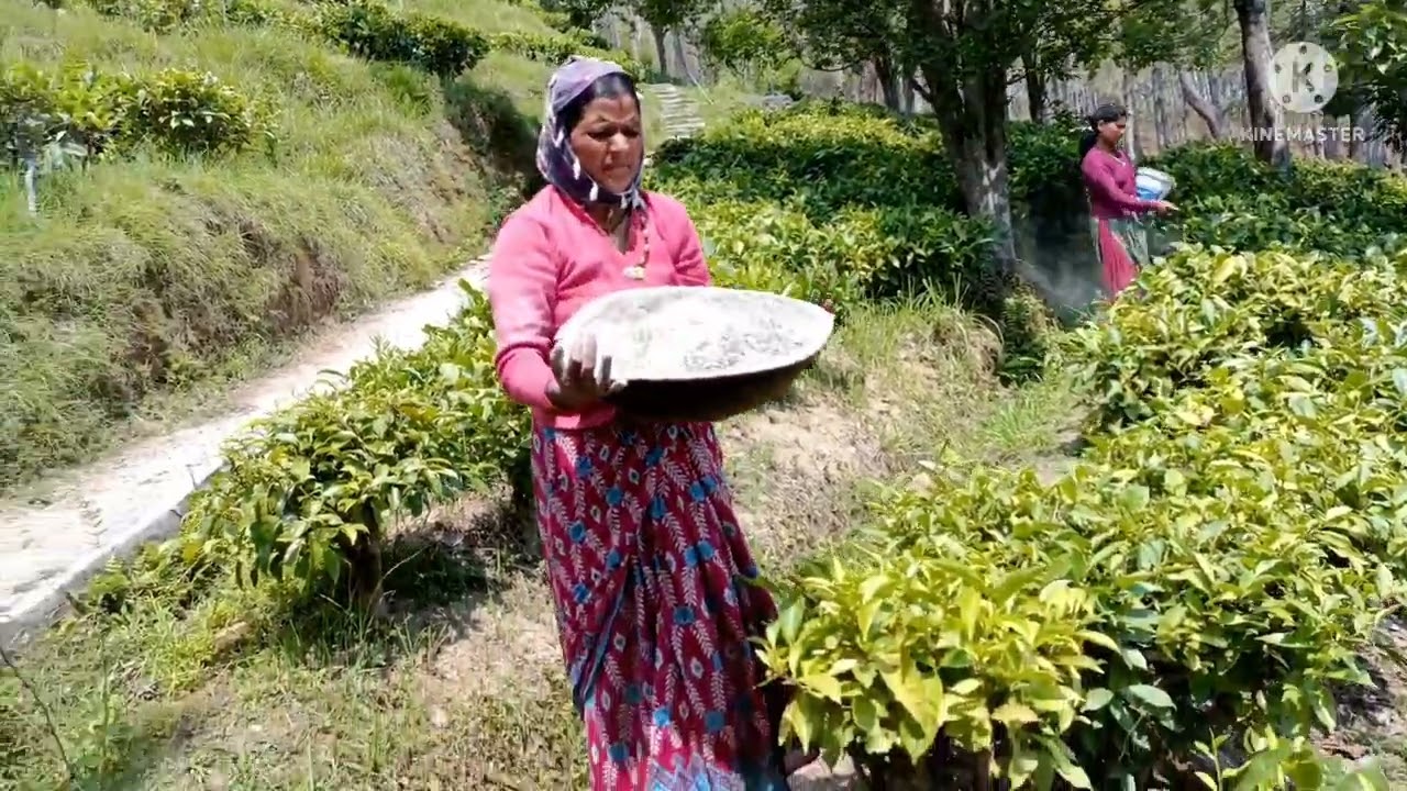 How do I start a small tea garden?