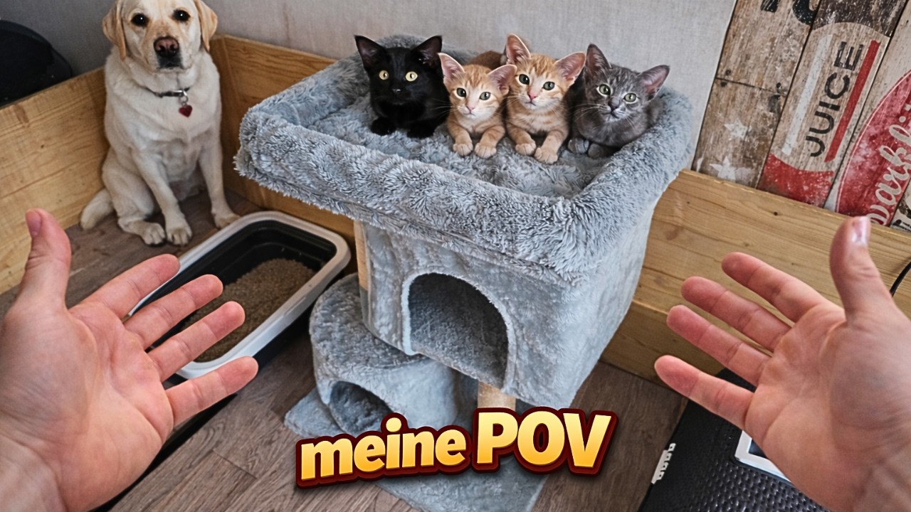 POV: Leben mit so vielen Haustieren + ich baue meinen Katzen einen Kratzbaum
