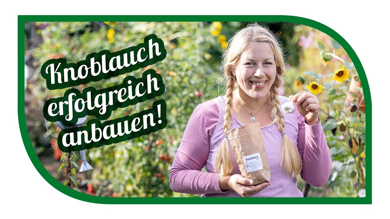 jetzt KNOBLAUCH PFLANZEN UND ANBAUEN –  9 Tipps für die erfolgreiche Ernte | Garlic
