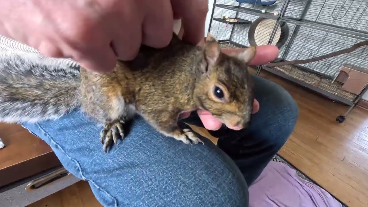Merle Squirrel enjoys his morning pets.