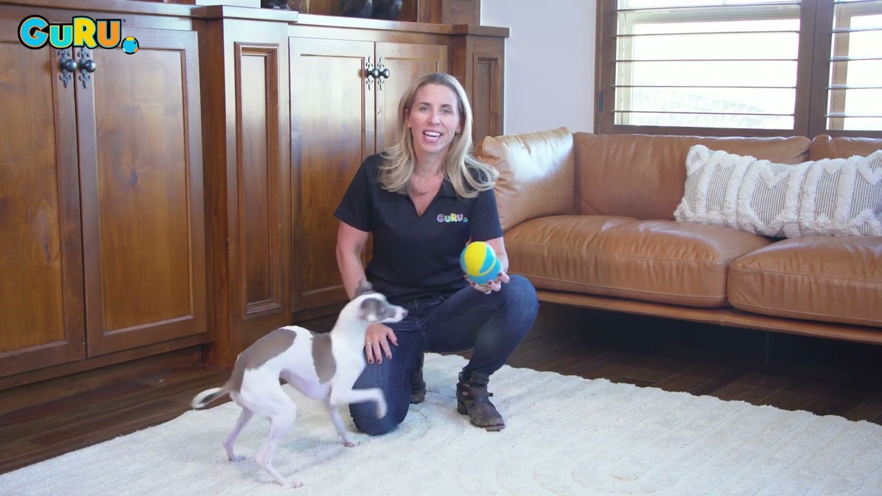 Rock 'N Treat Dog Toy: GURU Pet Company Dog Toy