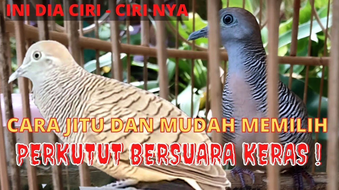 CARA JITU MEMILIH BURUNG PERKUTUT LOKAL YANG BERSUARA KERAS ‼️