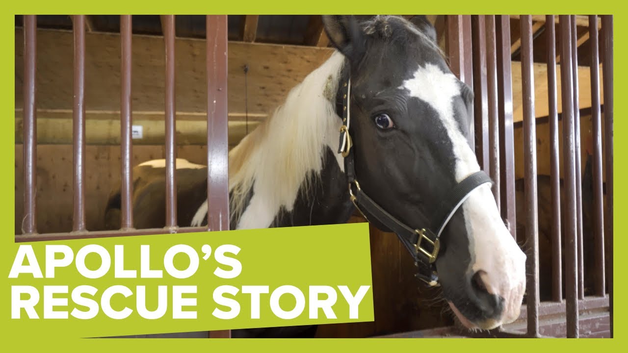Apollo's Rescue Story: Wild Horse Learns How to Trust Humans Again