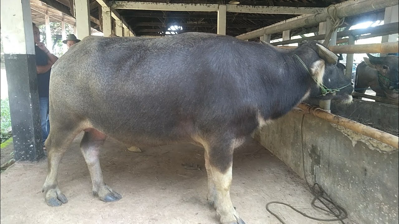 UPDATE HARGA KERBAU JANTAN PLEN SUPER ISTIMEWA