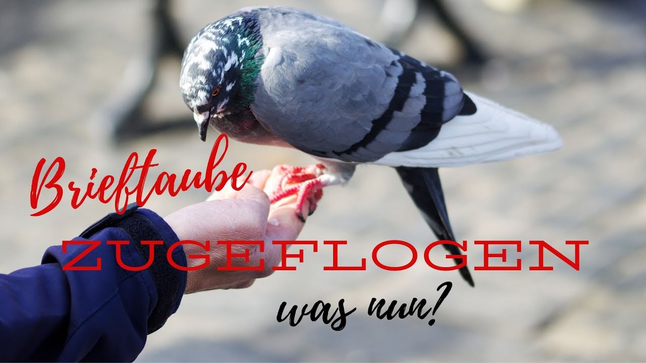 Brieftaube / Taube zugeflogen oder gefunden. Mit was füttern, wie finde ich den Besitzer.