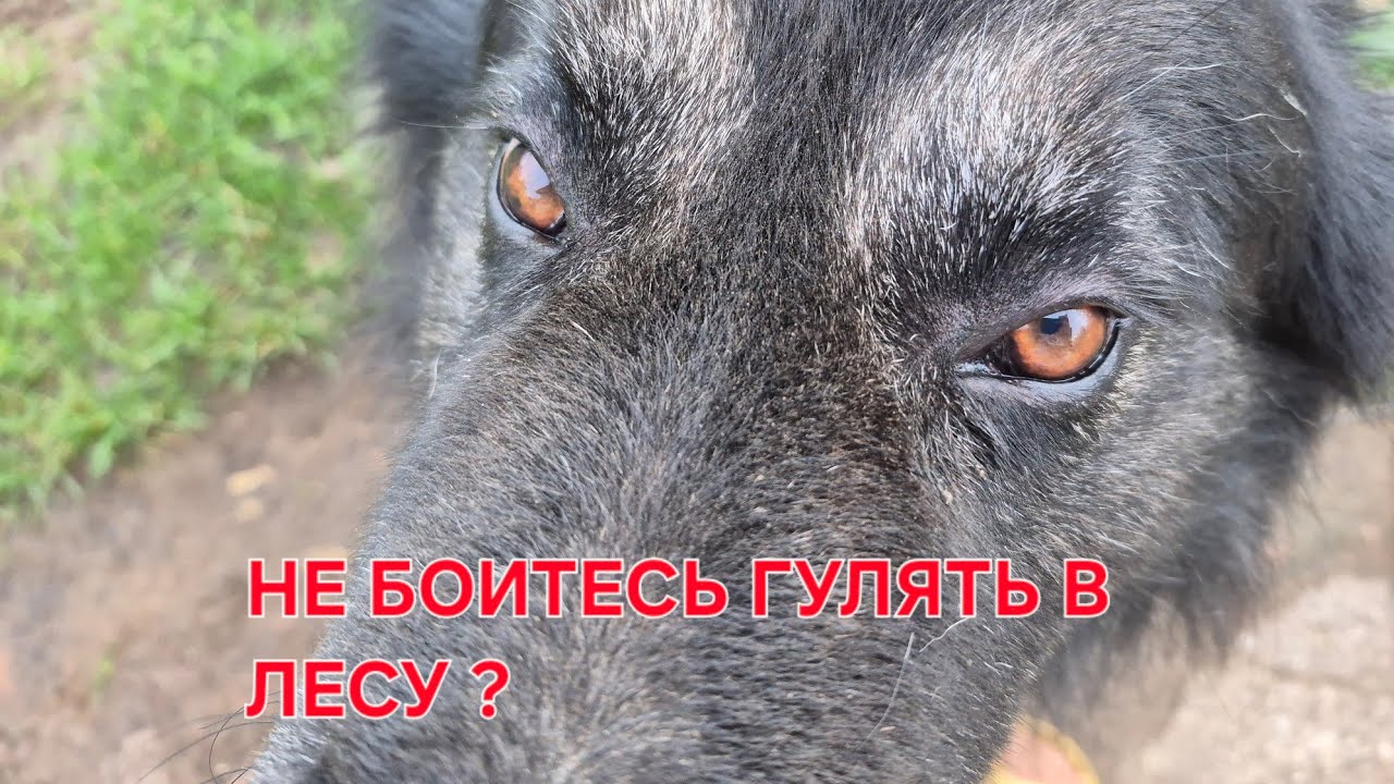 ГРИБЫ ОТ НАС ПРЯТАЛИСЬ НО МЫ ИХ НАШЛИ