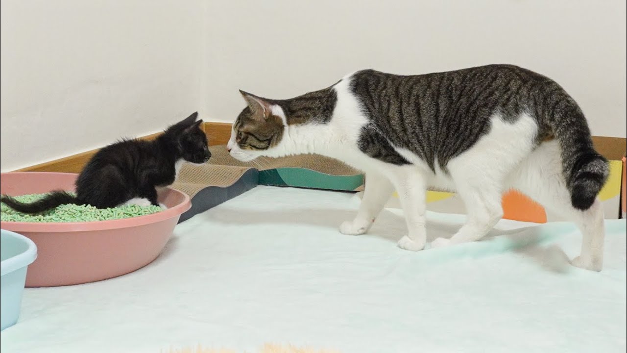The Big Cat Wants To Protect the Rescued Kitten │ Episode.92
