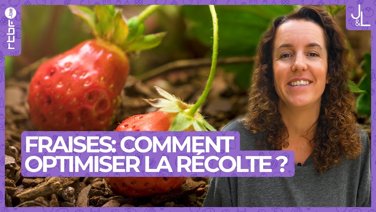 Fraises : comment optimiser sa récolte au potager | Jardins et Loisirs