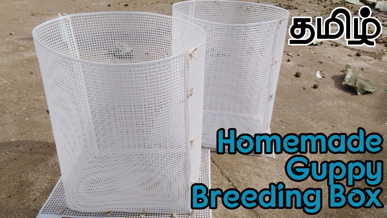 Homemade Guppy Breeding Box || Breeding Cage || Breeding Box For Fish - Salem [Tamil]