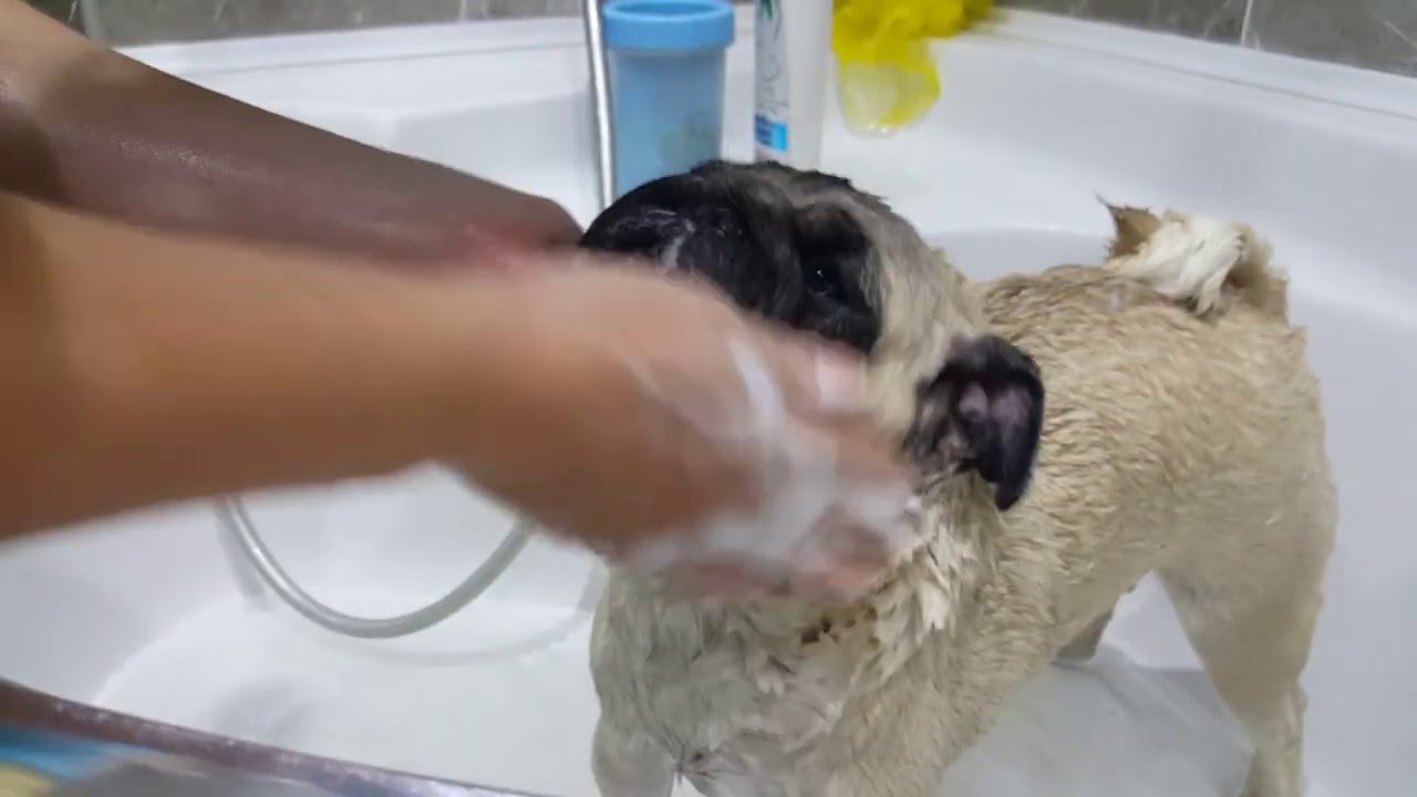 PUG KOPEK: BIZ BANYO YAPIYORUZ