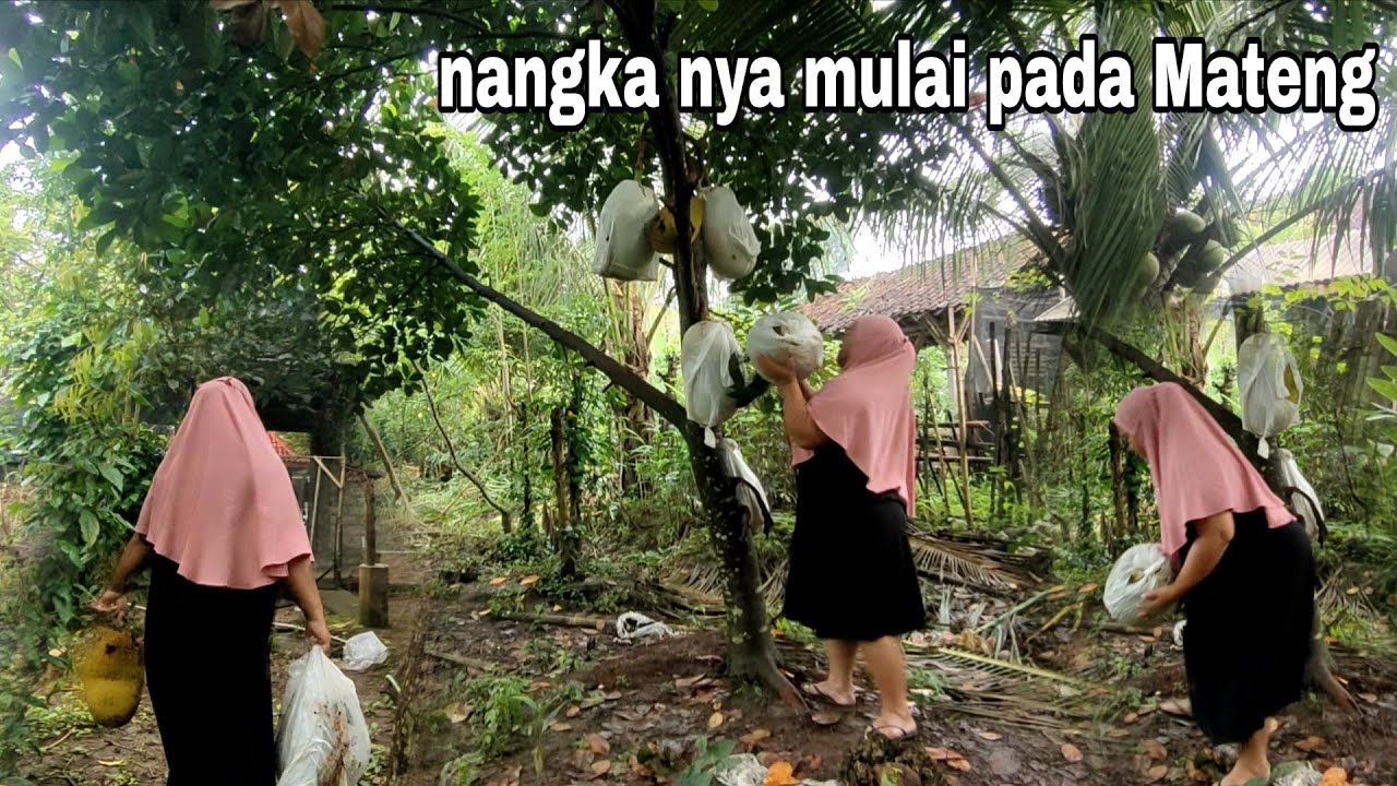 Panen nangka dibelakang rumah Salembrot 