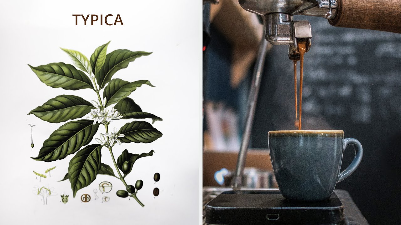 What is Typica? | Single Origin Varietal Coffee Explained