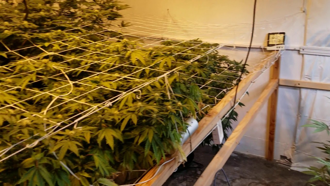 TANG A RANG & Peanut Butter Cookies week 3 flower