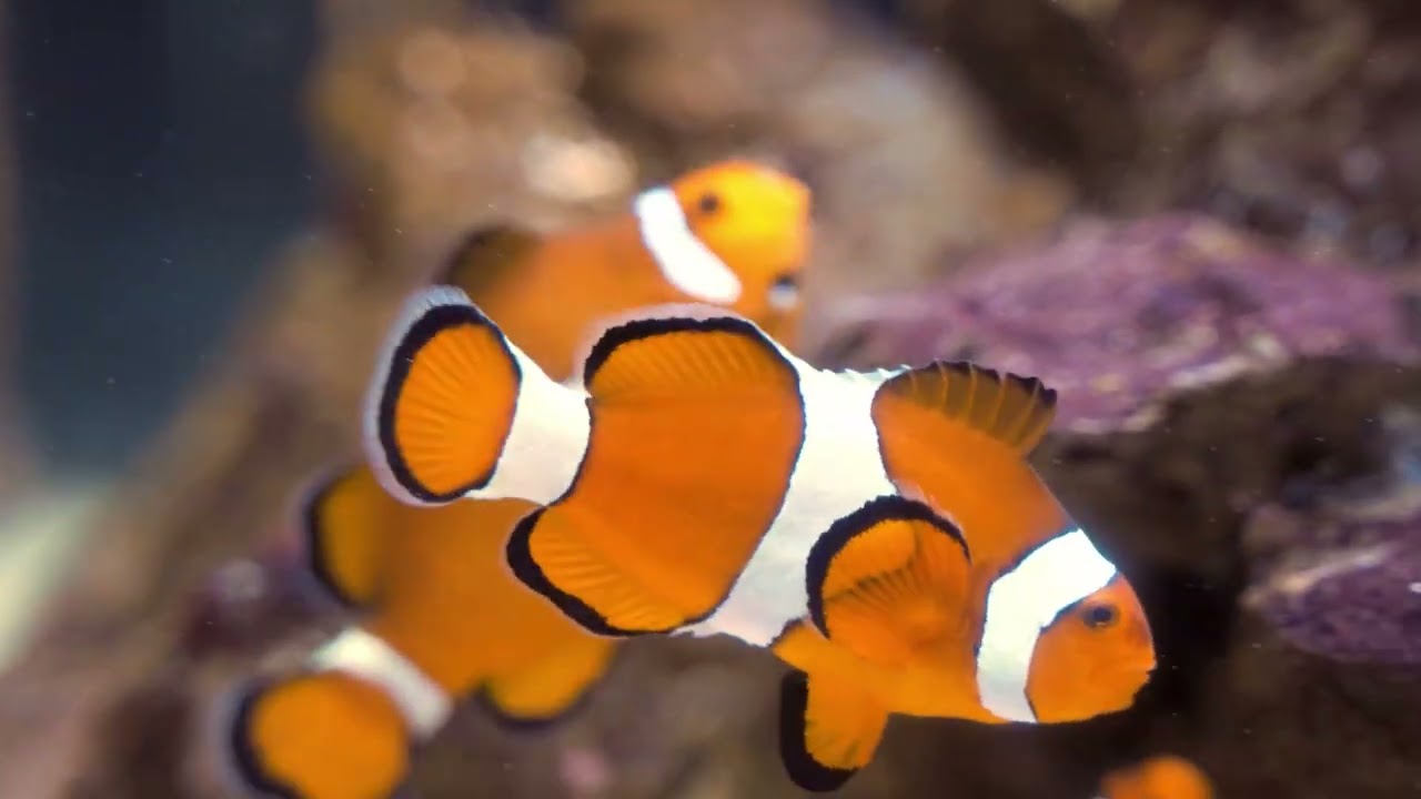 The Amazing Marine Life with Relaxing Music, for Deep Sleep, Meditation, and Yoga, Relaxation Sound.