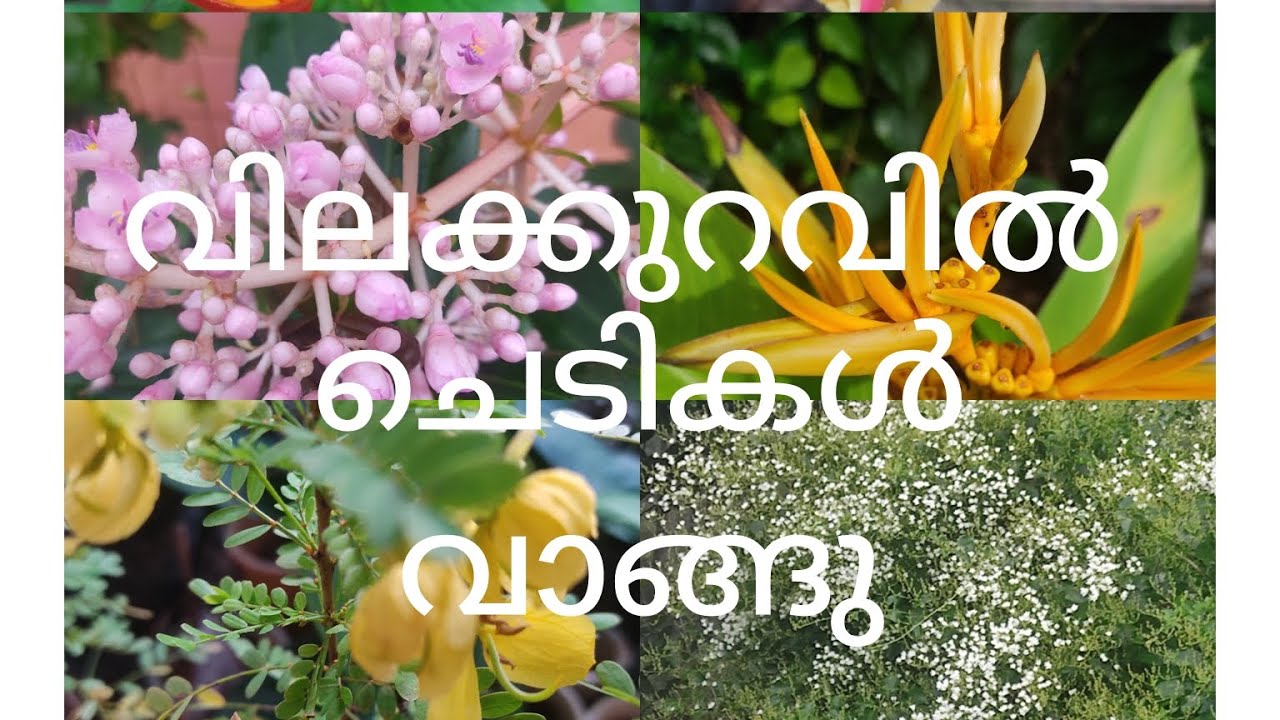 #Green Field Nursary and garden# വിലക്കുറവിൽ ചെടികൾ വാങ്ങു