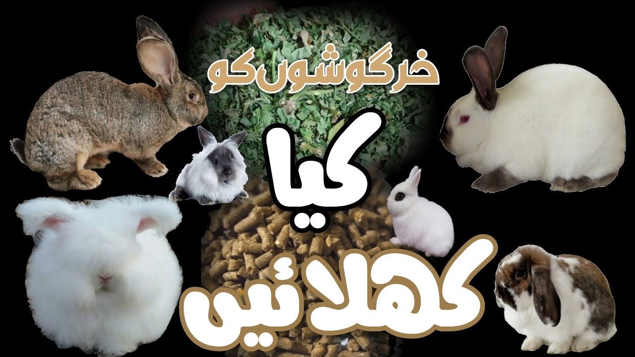 خرگوش کو کیا کھلائیں، کب اور کتنا؟