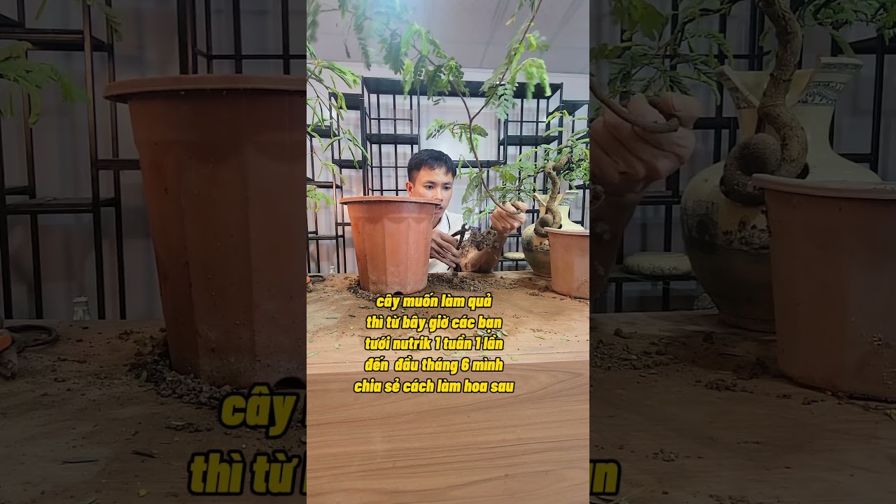 C&aacute;ch Trồng V&agrave; Chăm S&oacute;c C&acirc;y Me #trongcay #lamvuon #caymemini #cayanqua #caycanhmini #caytrongchau