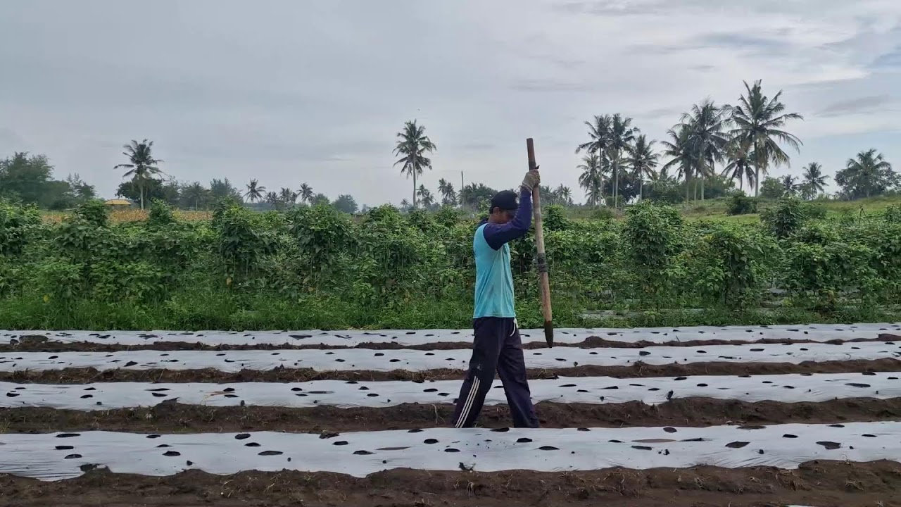 GENIUS FARMER’S CLEVER TRICK TO DIG HOLES EASILY WITH A POINTED WOODEN TOOL - Agriculture Farming
