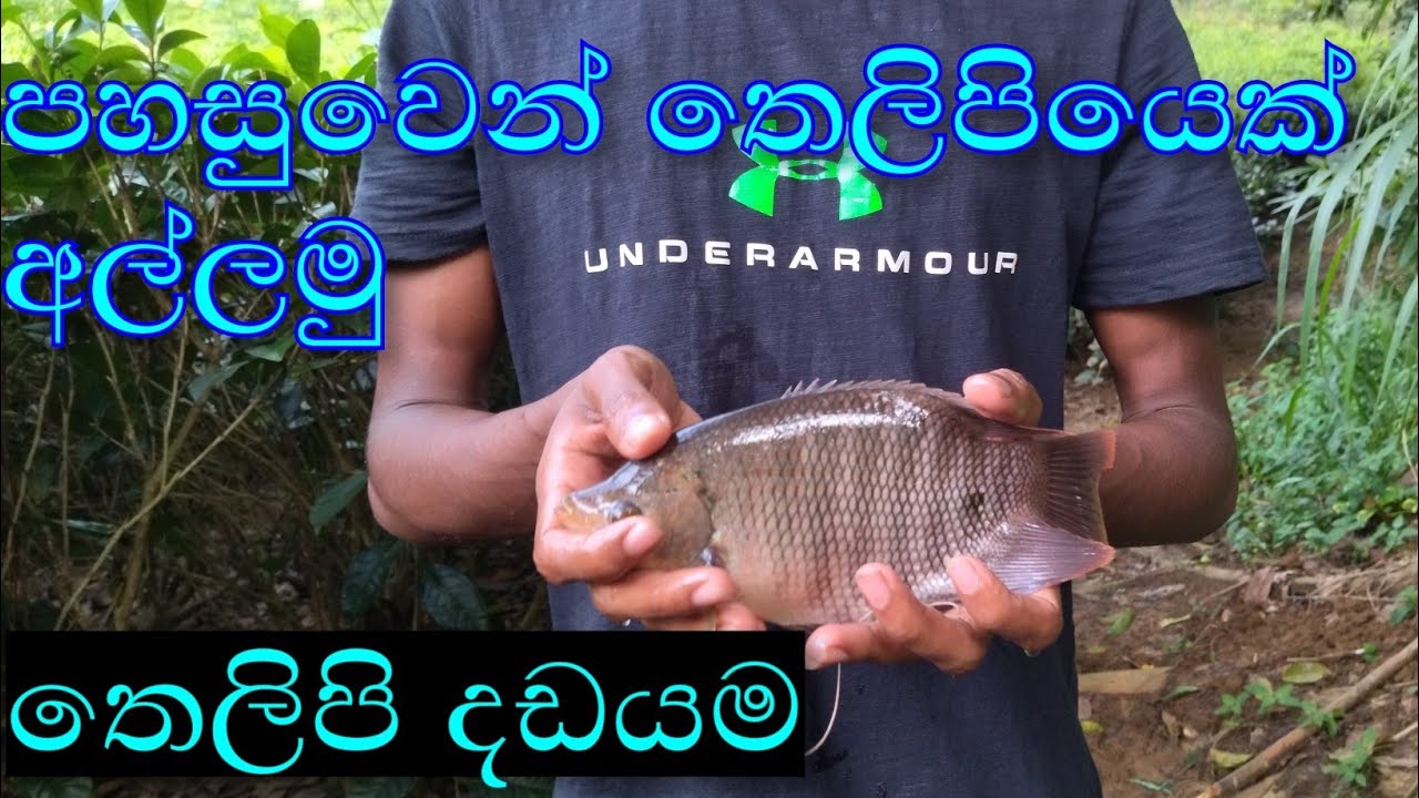 amazing fish catching | තෙලිපියෙක් අල්ලමු | River Fishing SRI Lanka 🇱🇰
