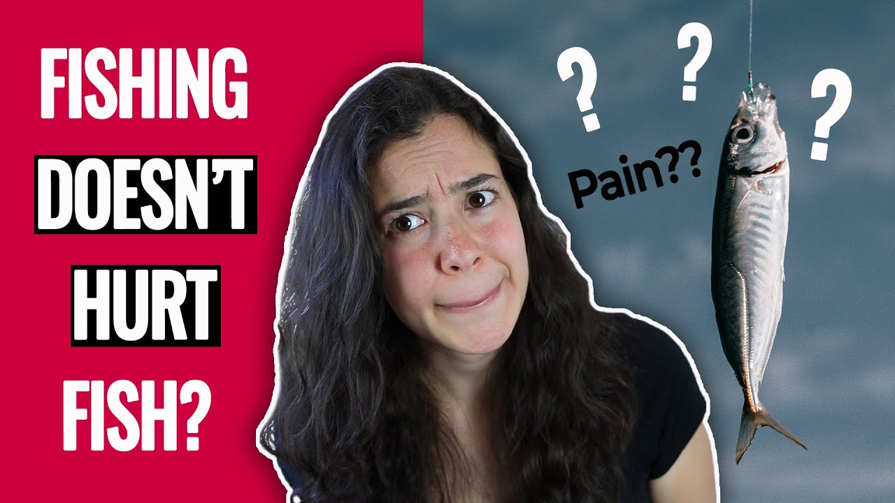Can fish feel pain?? Here's what SCIENCE tells us...