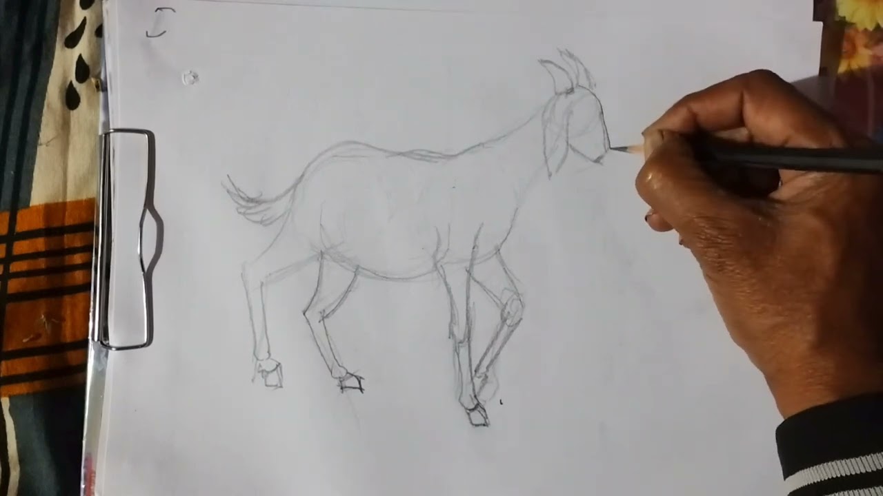Easy goat drawing 