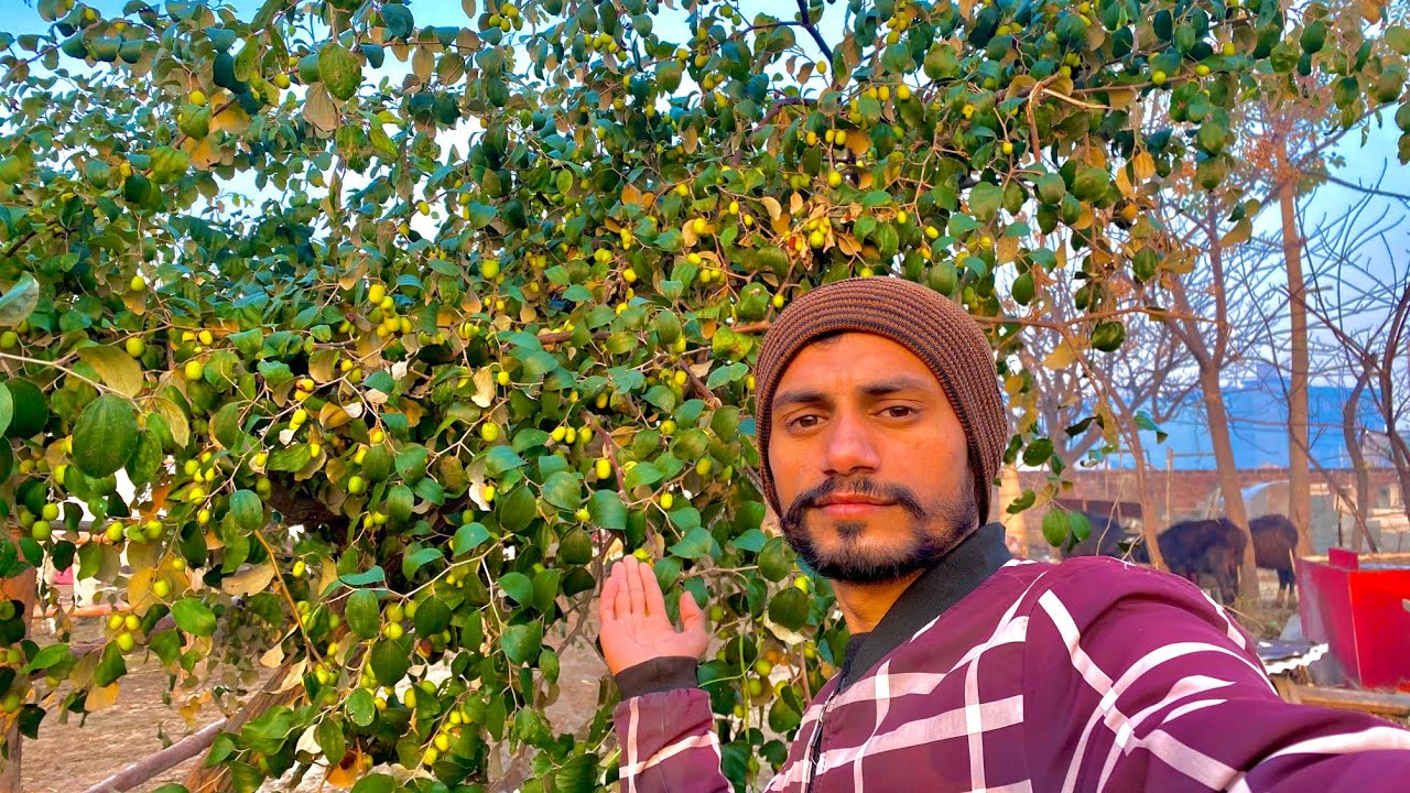 Kitna Jyada fal Pada Hai Bari Opar
