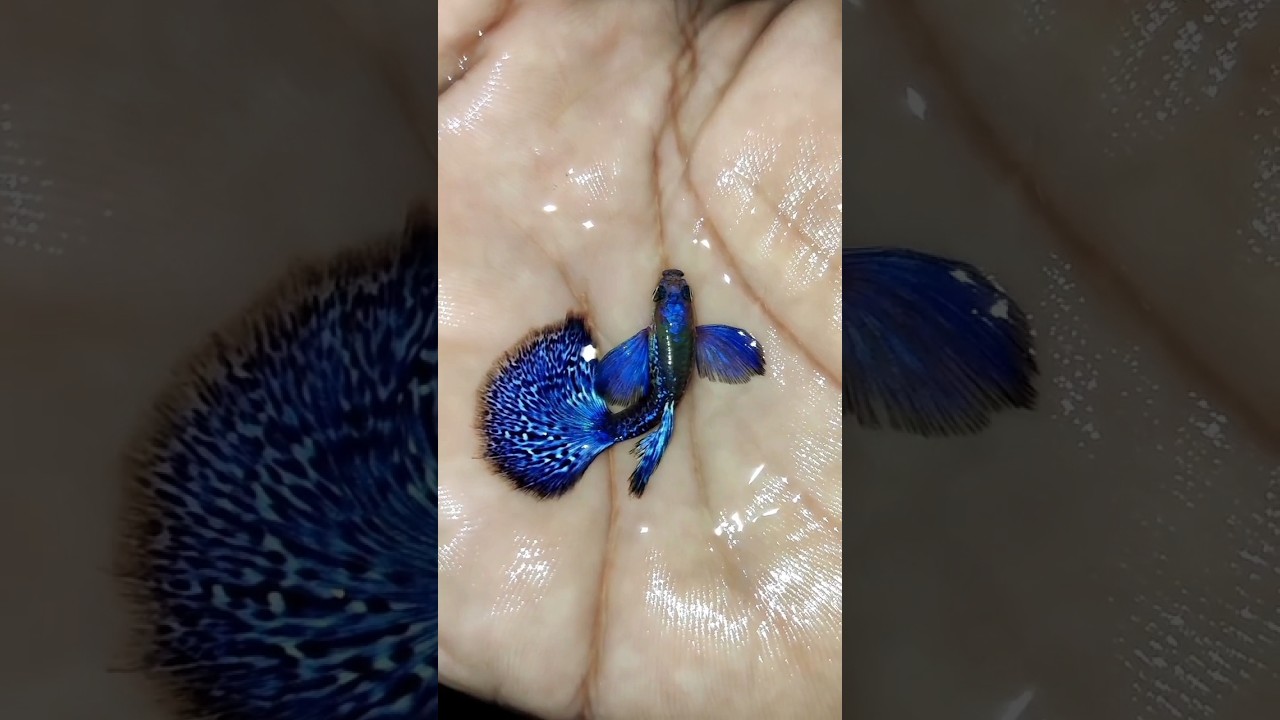 🔥Purple Berry Dumbo Ear Guppy Fish #shorts #guppy #subscribe purple guppy