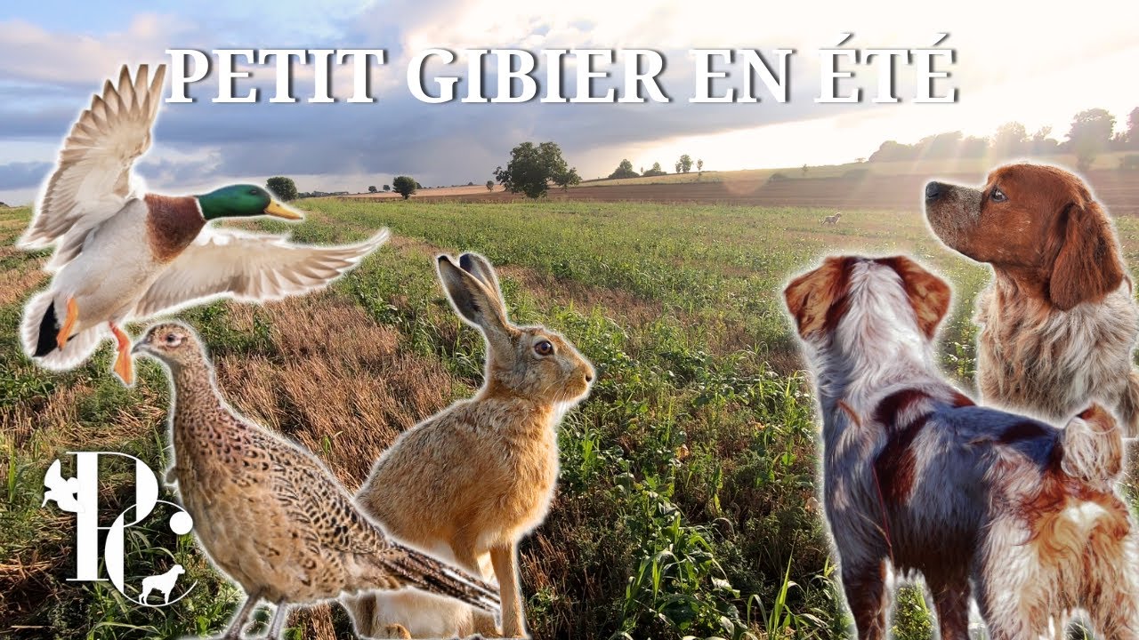 Chasse du Petit Gibier en &Eacute;t&eacute; : les premi&egrave;res rencontres