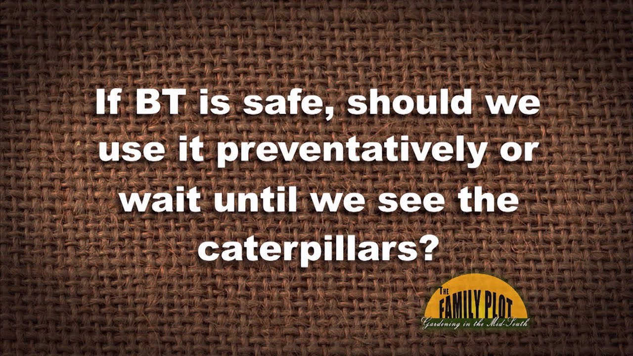 Q&A &ndash; Should I use BT preventatively or wait until I see caterpillars?